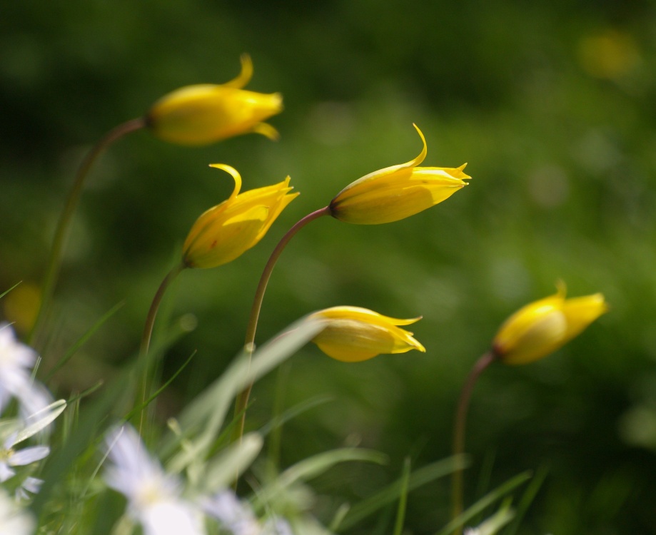Flowers, churchyard at Thenford, Northants