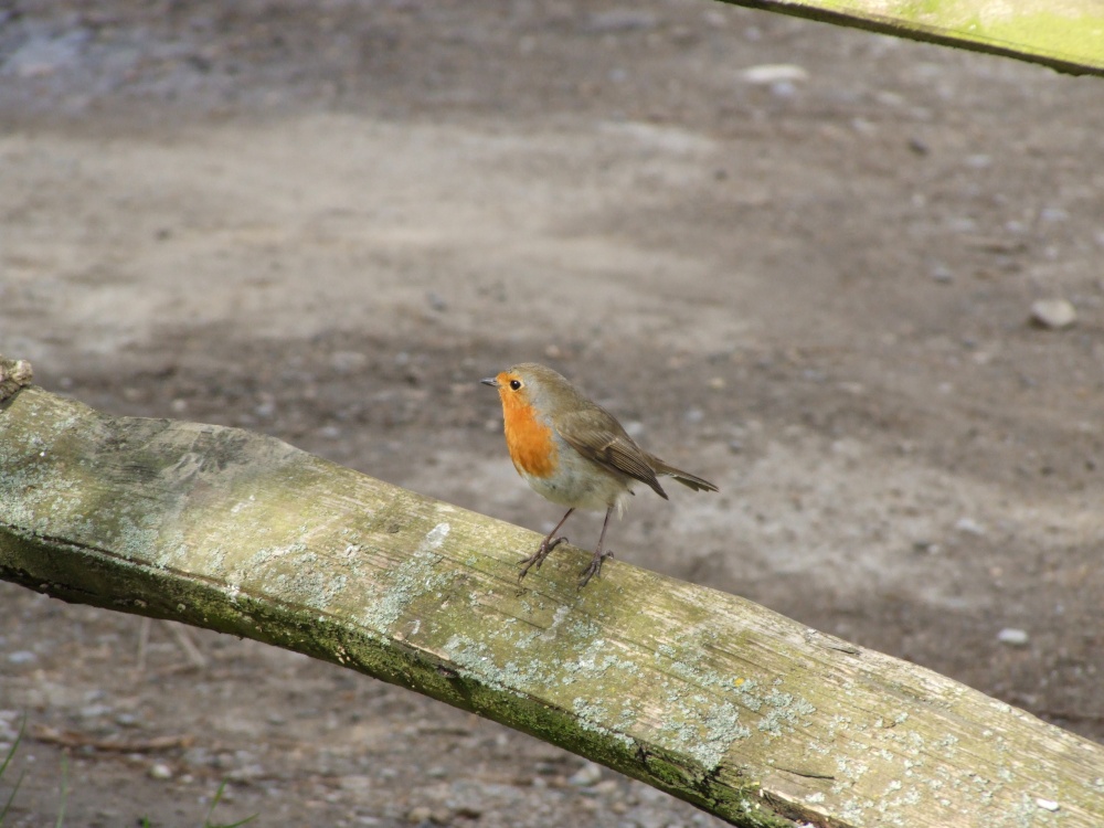 Bright as a button (2)