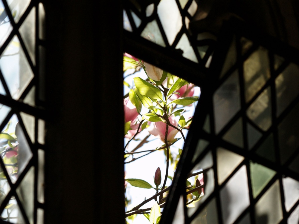 Magnolia through a Cloister window