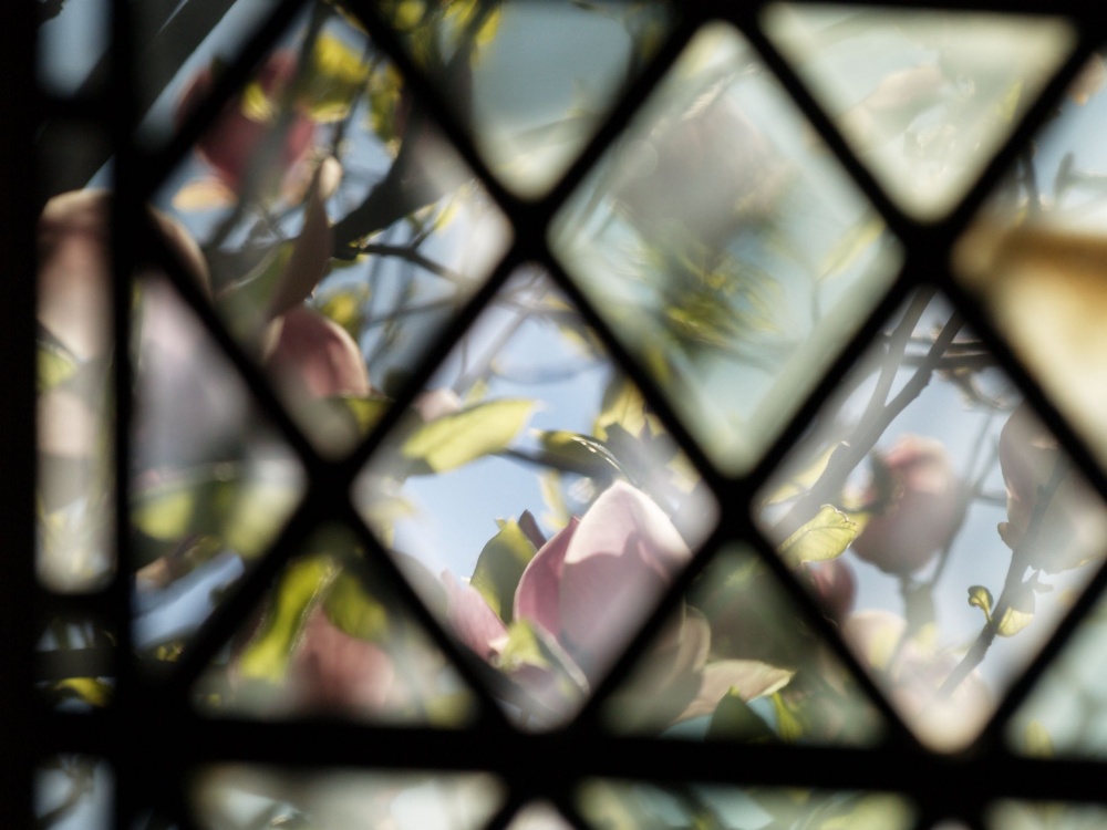 Photograph of Magnolia through a Cloister window