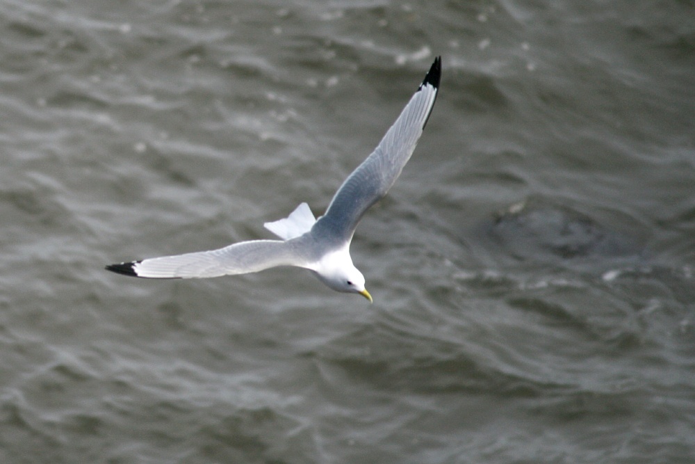 Kittiwake.