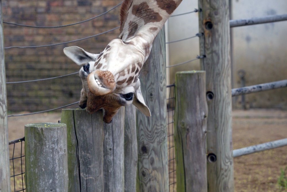 London Zoo photo by Mark Green