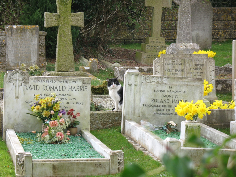 Cat in graveyard