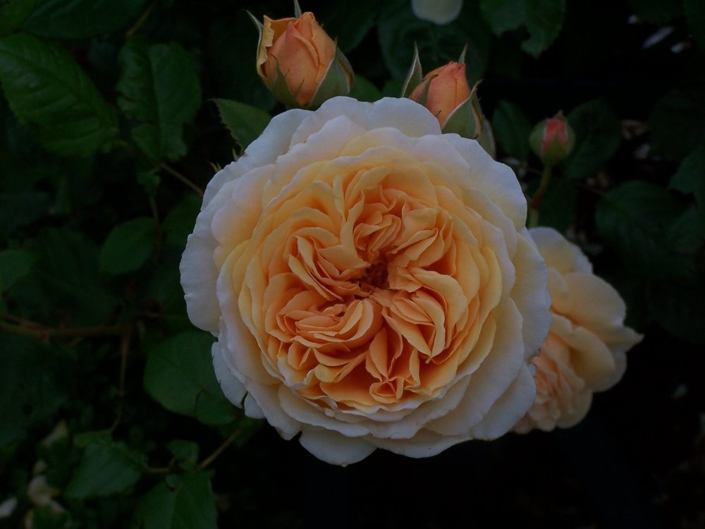 Photograph of Orange Rose