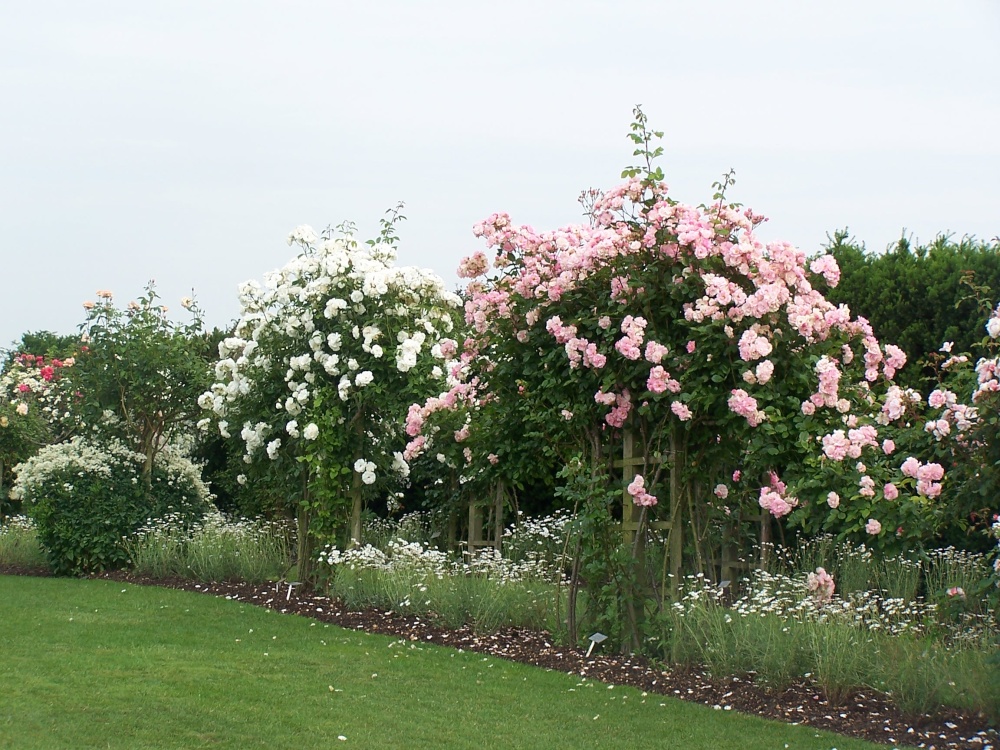 Photograph of Hyde Hall rose walk.