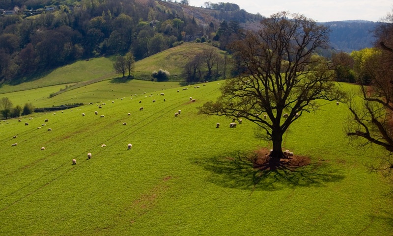Photograph of Sheep in the field