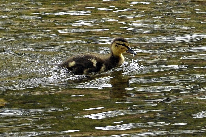 Bourton-on-the-Water