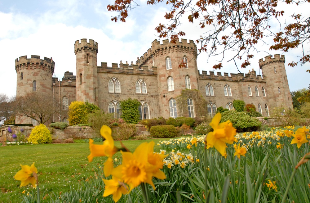 Photograph of Daffodils and Castle Front