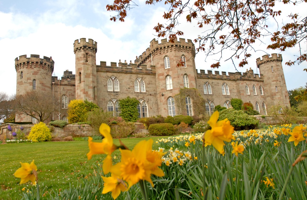 Daffodils and Castle Front photo by Andy Easthope