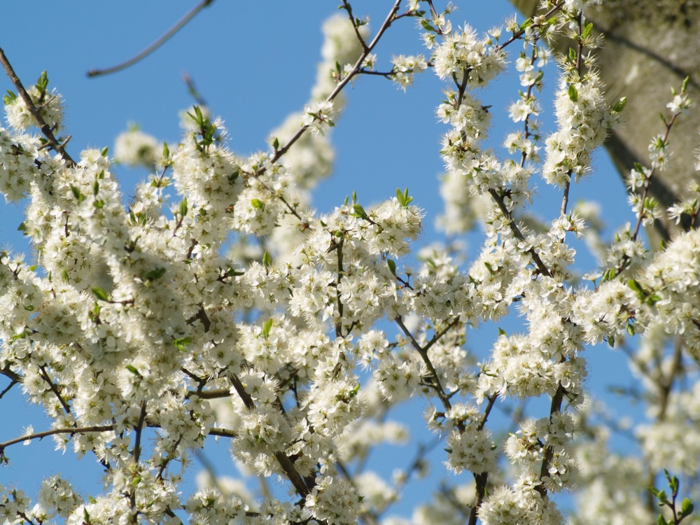 Hawthorn blossom