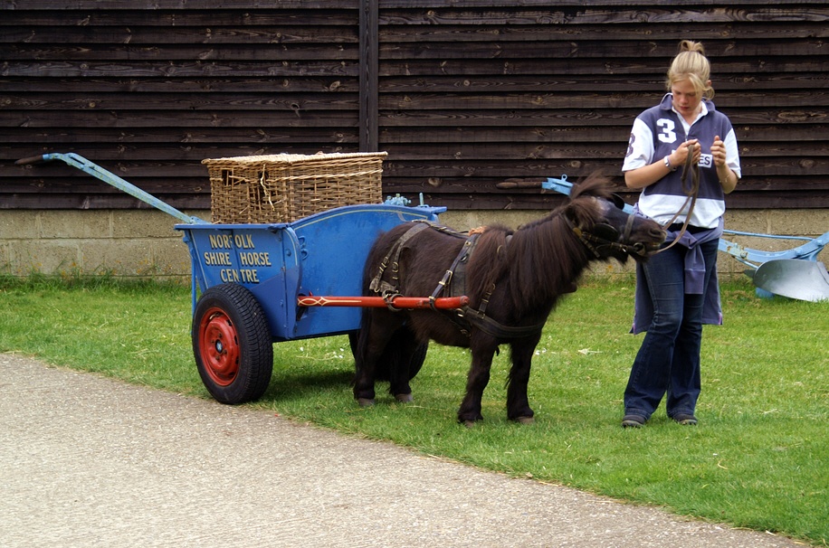 Pony and cart.
