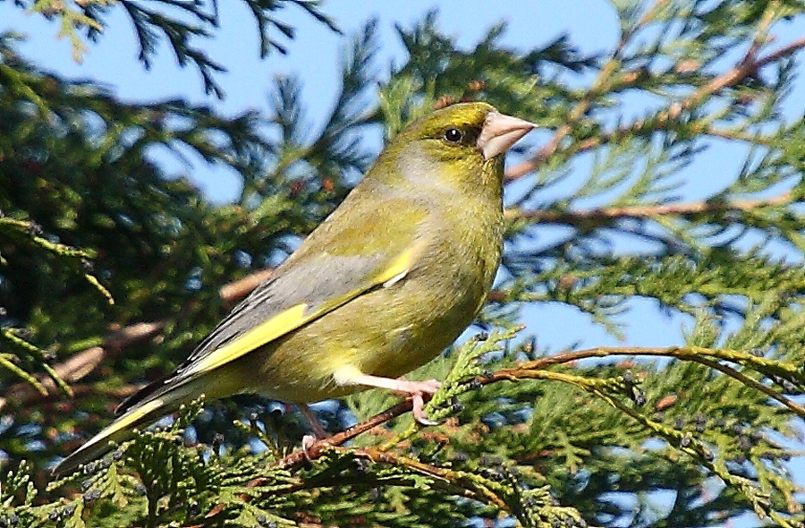 Photograph of Greenfinch