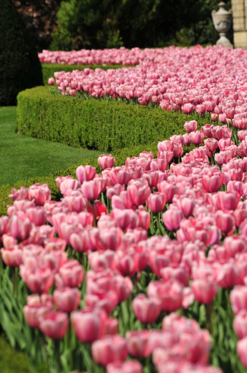 Tulips in Long Garden, Cliveden