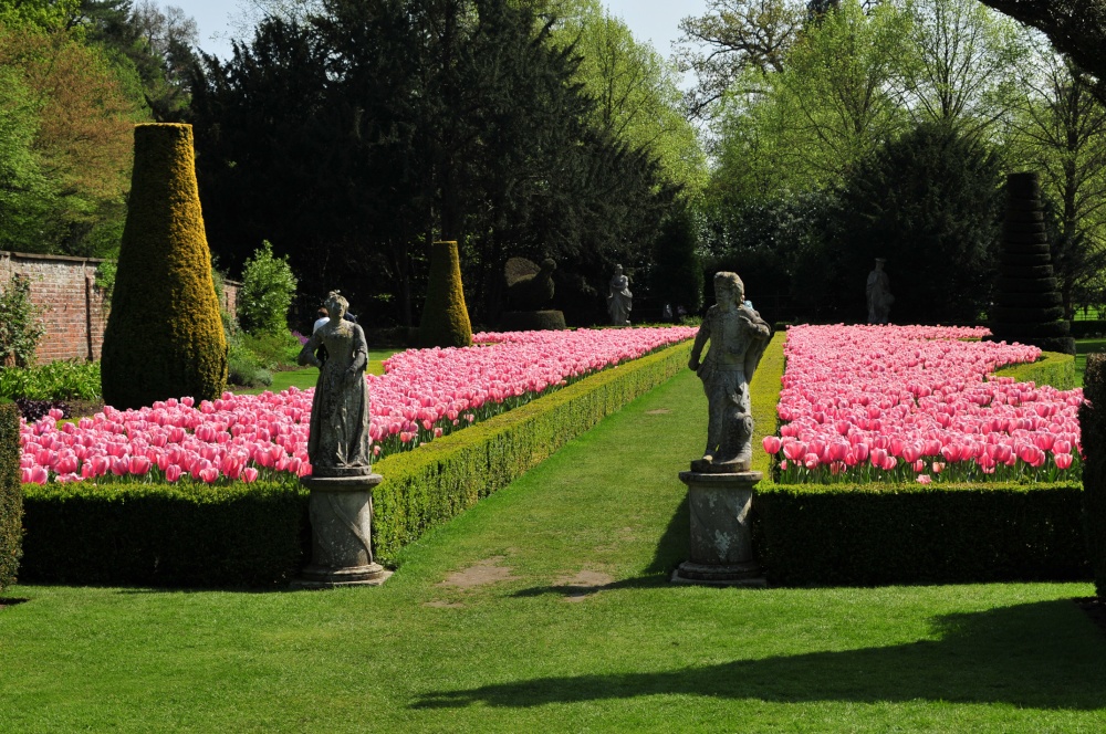 Photograph of Tulips in Long Garden, Cliveden