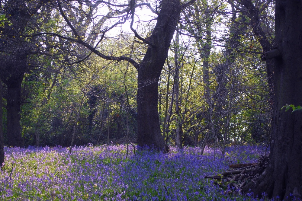 Photograph of Bluebell woods