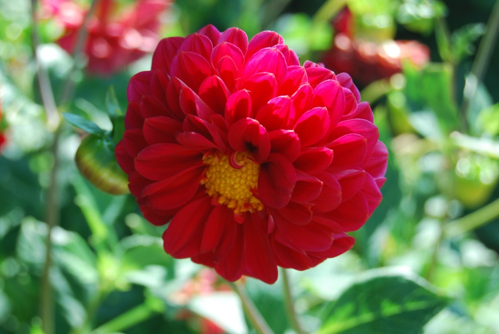 Photograph of In the Gardens