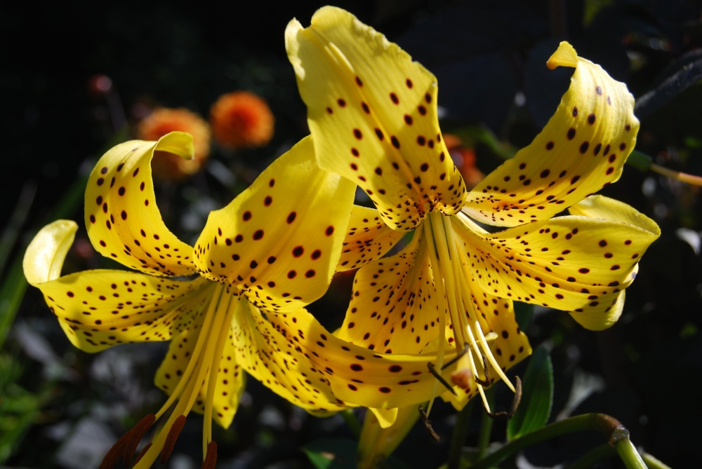 Photograph of A flower in Ventnor Gardens.