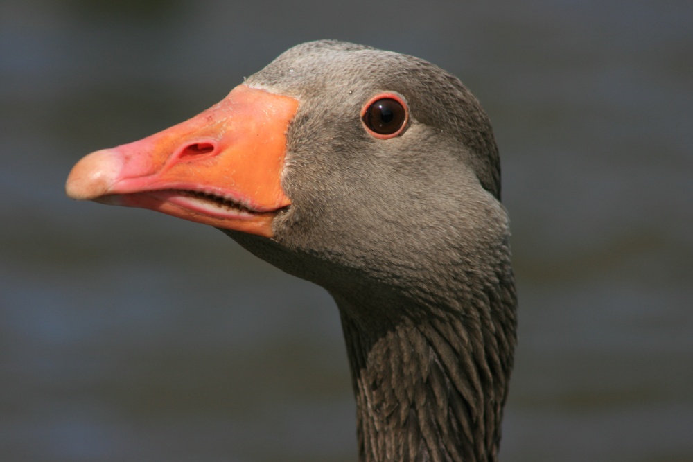 goose on Bishop Burton pond