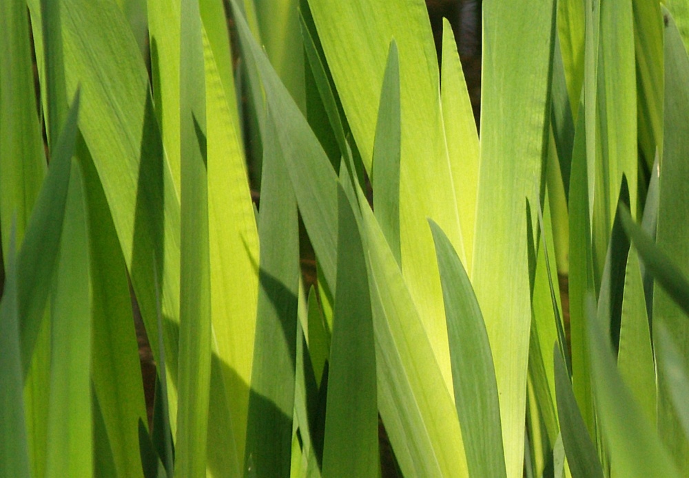 Photograph of Yellow flag