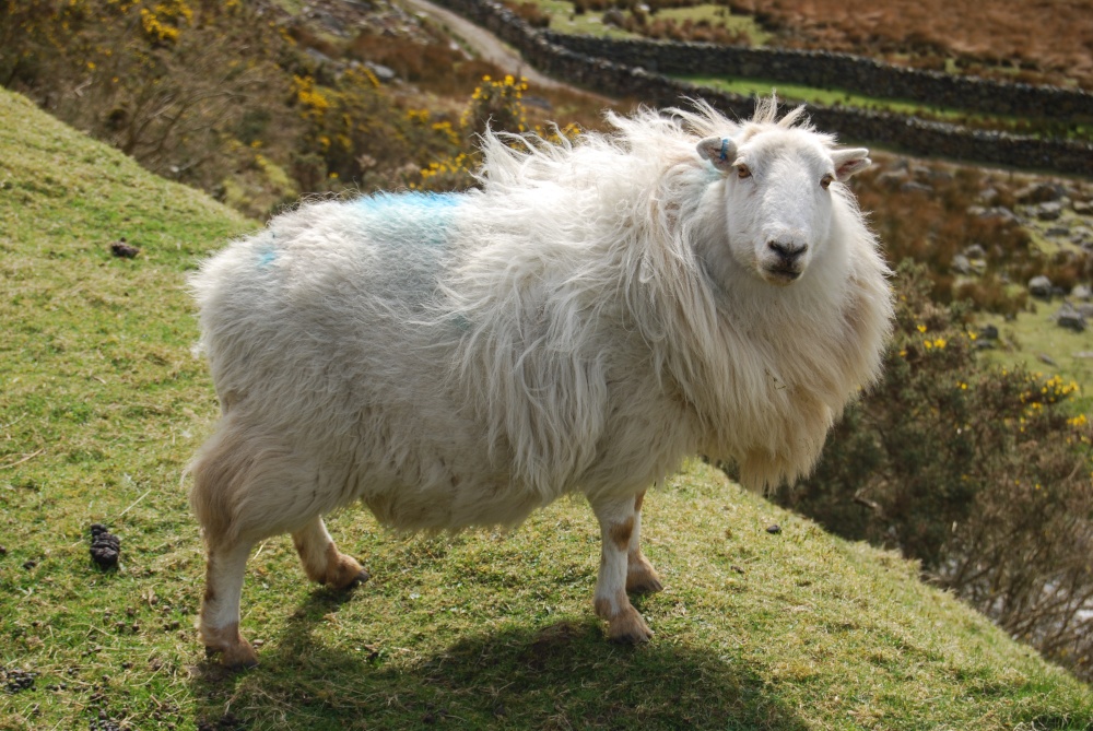 A Beautifull Welsh Sheep.