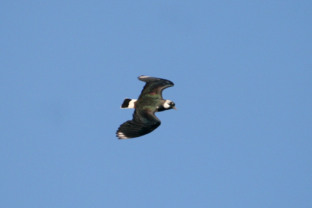 Lapwing.