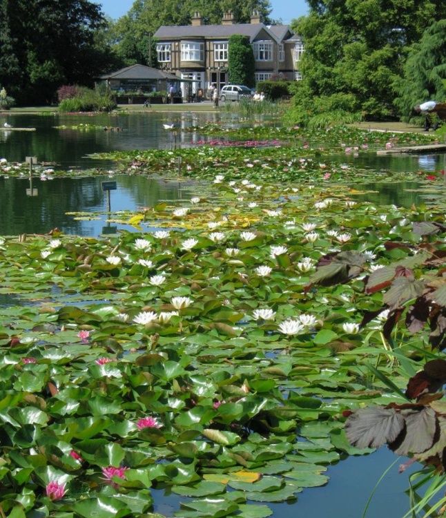 Lily pond