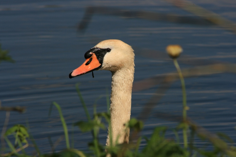 Photograph of Swan at Welton Waters