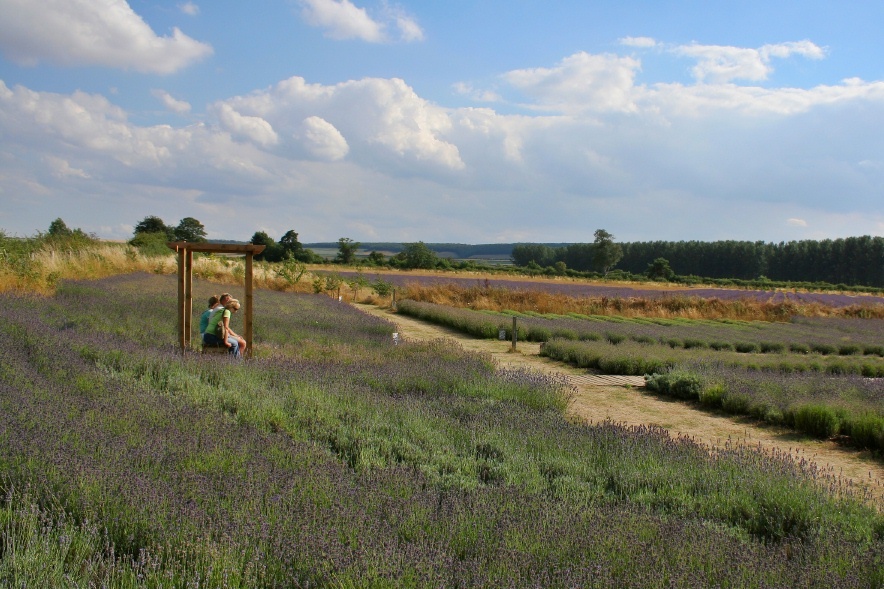 Wolds Way Lavender Farm 3