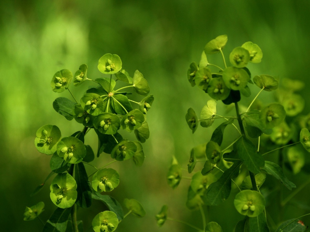 Wood Spurge, Bernwood Forest, Oakley, Bucks