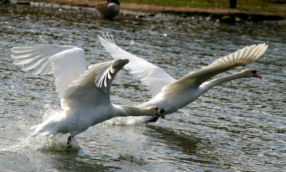 Mute Swans