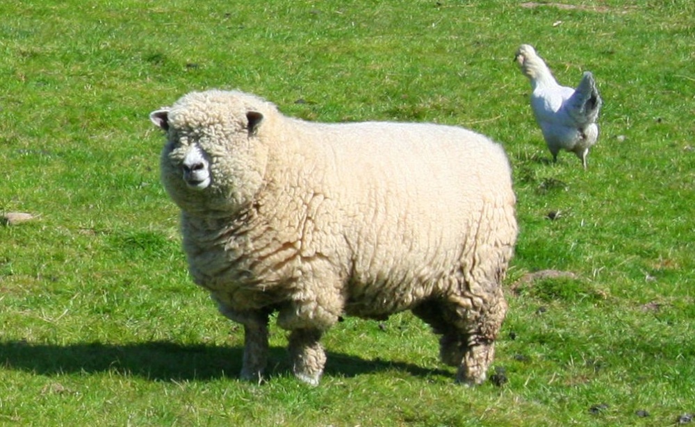 Sheep