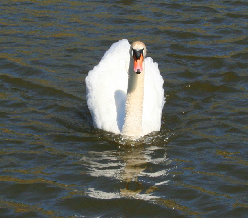 Swan