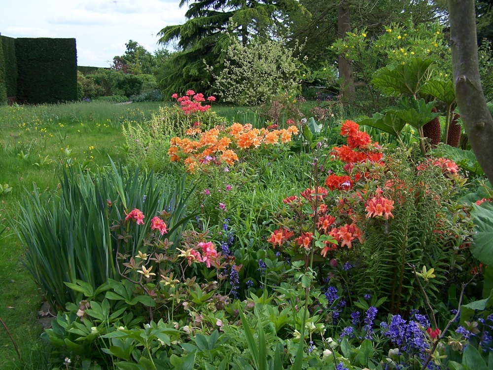 Azaleas and Gunneras around the Pond