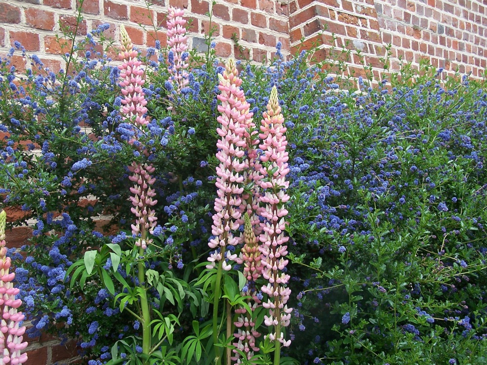 Lupins and Ceanothus photo by Hilda Whitworth