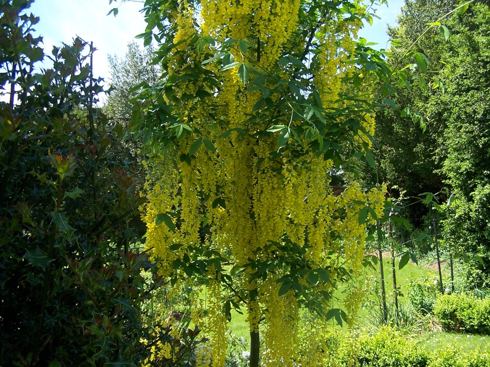 Laburnum Tree