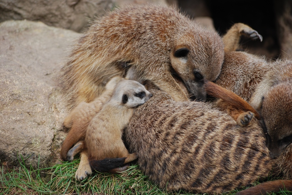 Meerkat babies
