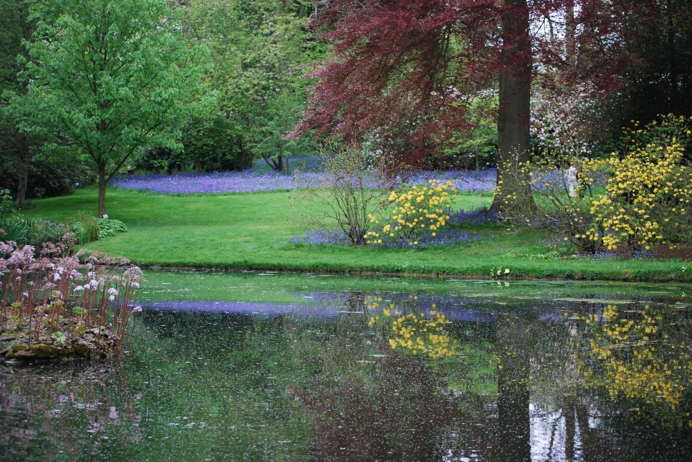 Photograph of Bluebell reflections