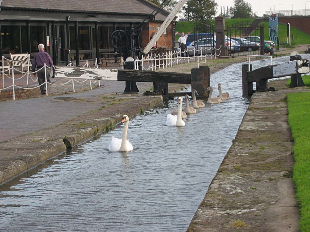 Photograph of Swans