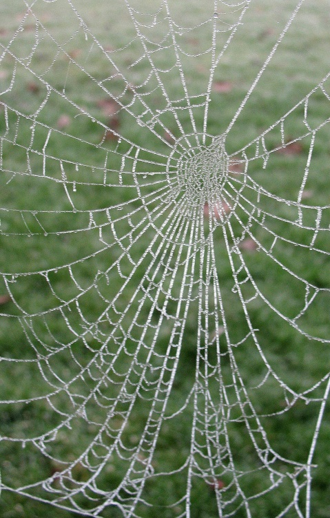 Cobweb