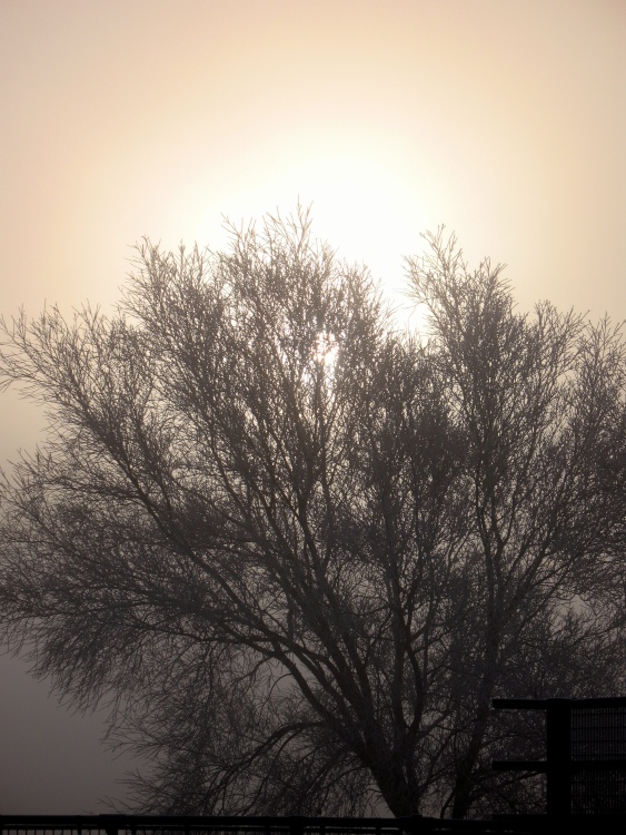 Tree in the mist