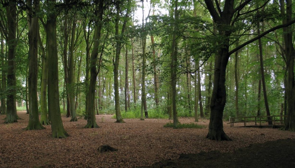 Photograph of Normanby Hall 4