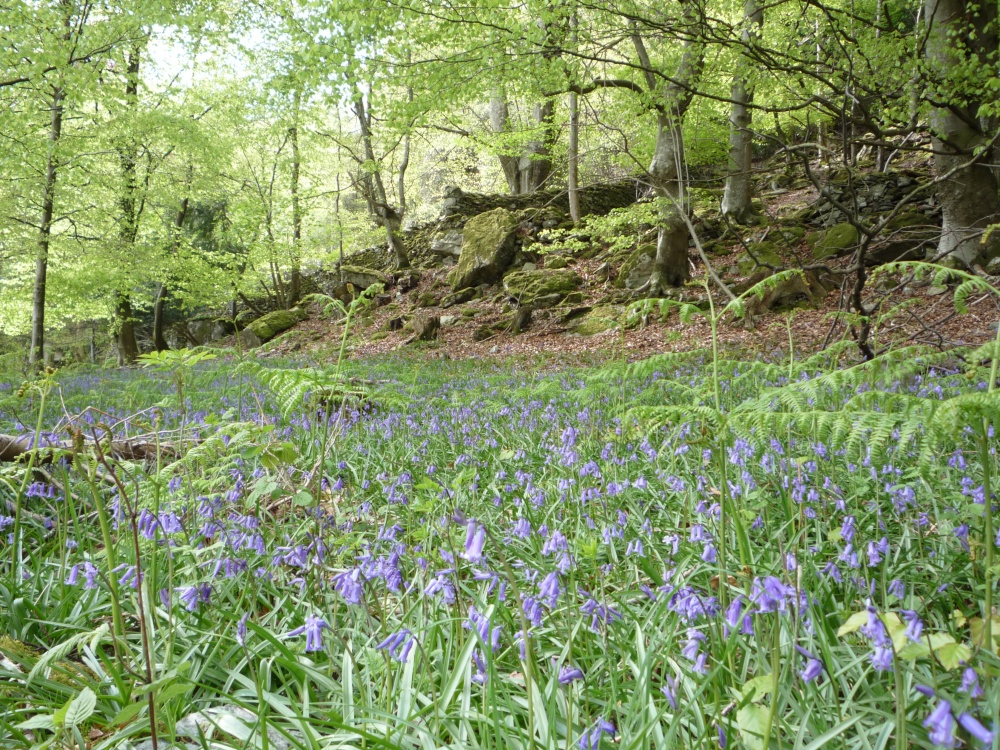 Pictures of Ambleside, Cumbria, England England Photography & History
