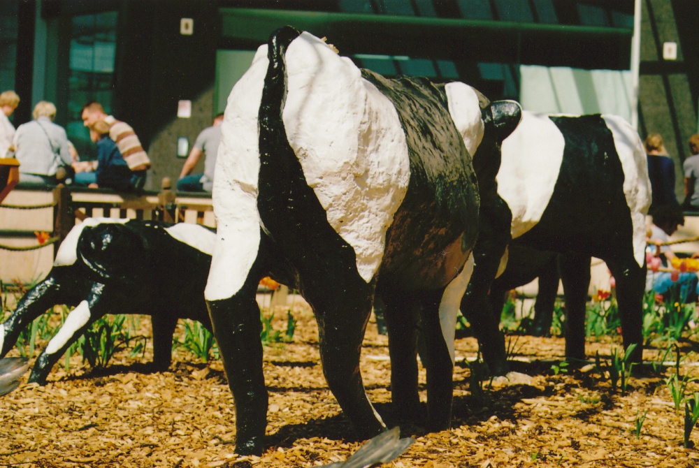 Photograph of Concrete Cows in Midsummer Place