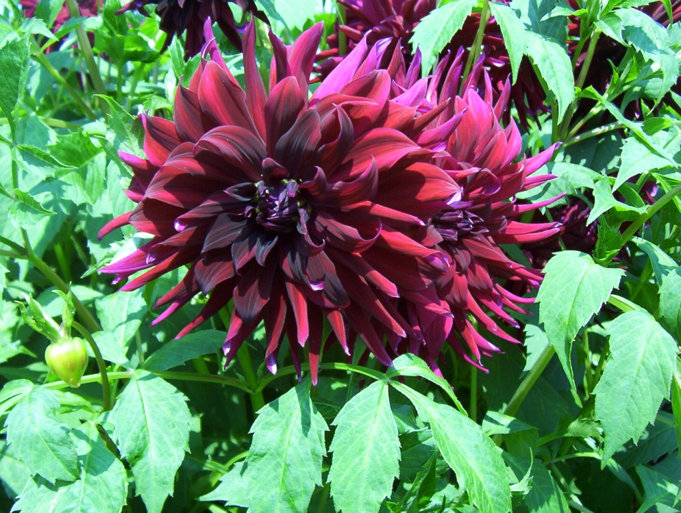 Stunning Dahlia
