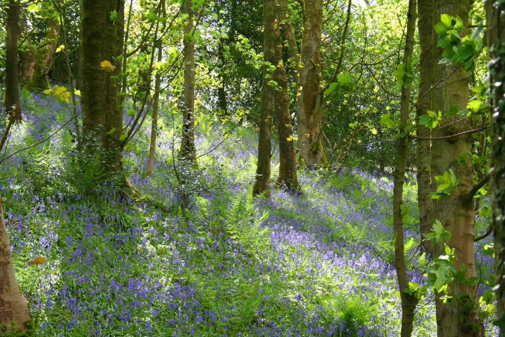 Bluebells