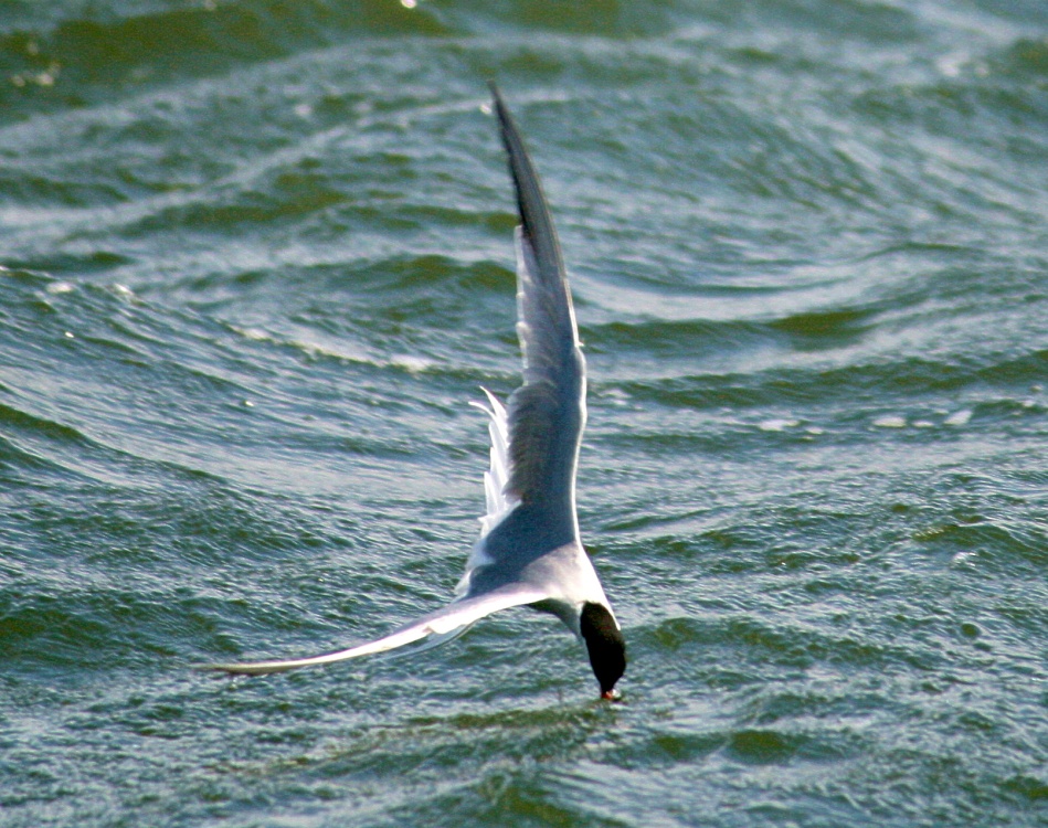 Common Tern Feeding.