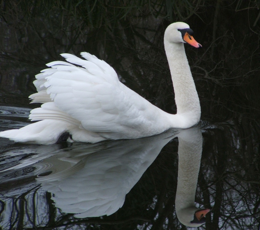 Photograph of Another swan, Rickmansworth