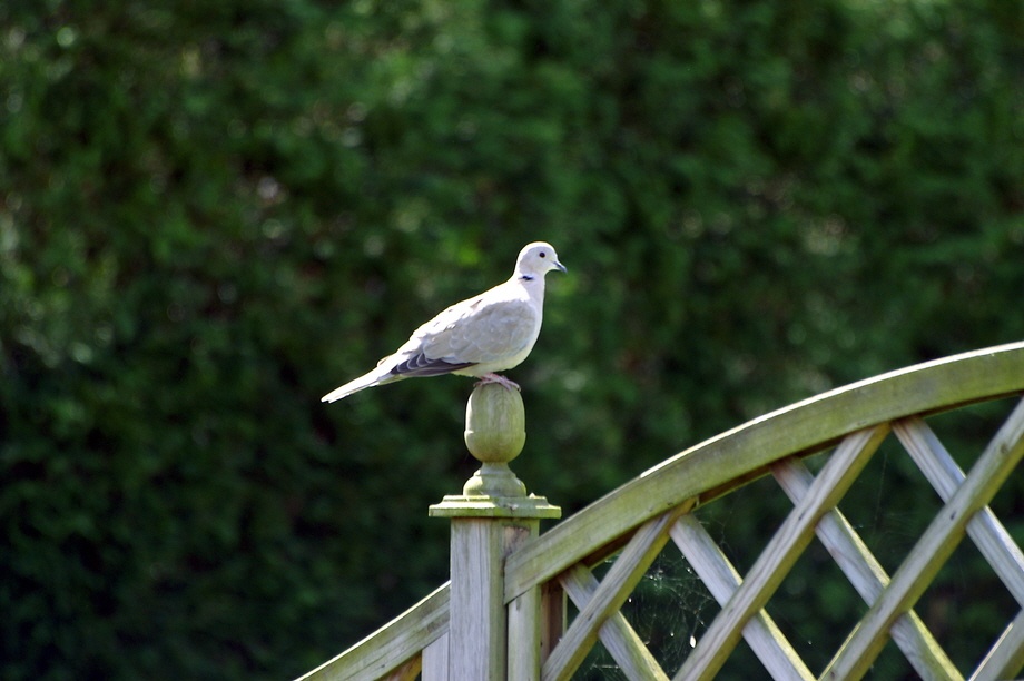 Ringed Dove in a garden.