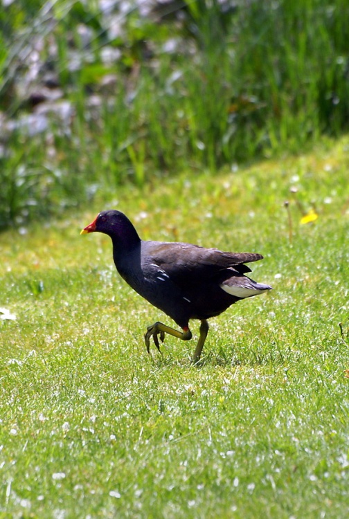 Moorhen.