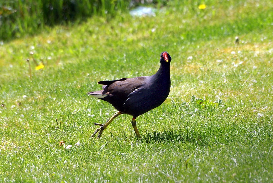 My what big feet you have.